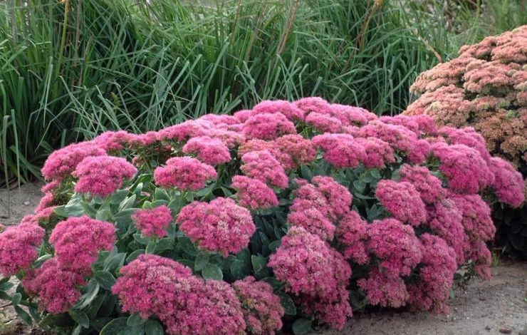 очиток видный размножение