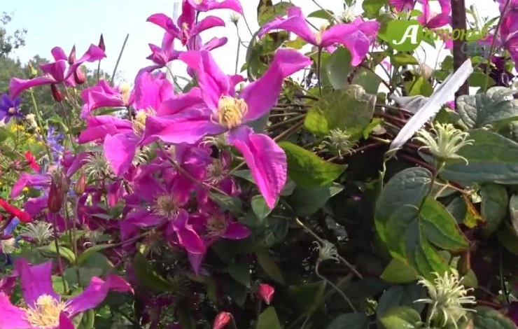 как сажать клематисы