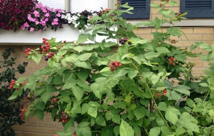 пересадка малины на новое место