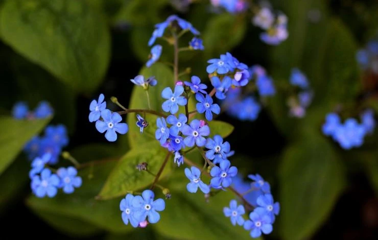 цветы незабудки