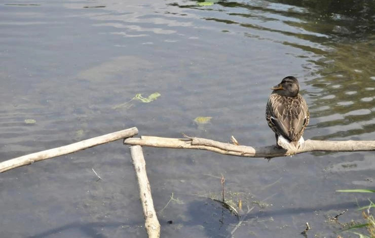 оформление пруда на даче