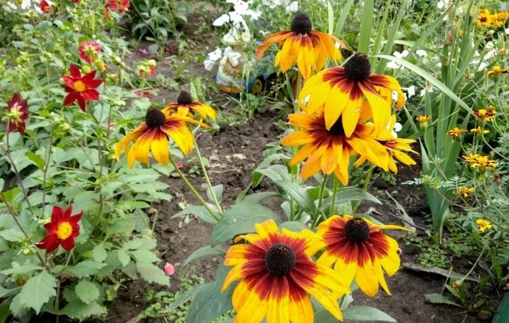 рудбекия размножение