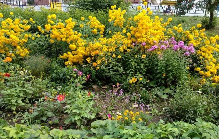 рудбекия выращивание