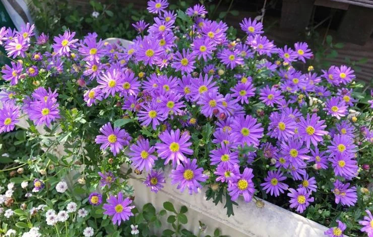 брахикома посадка