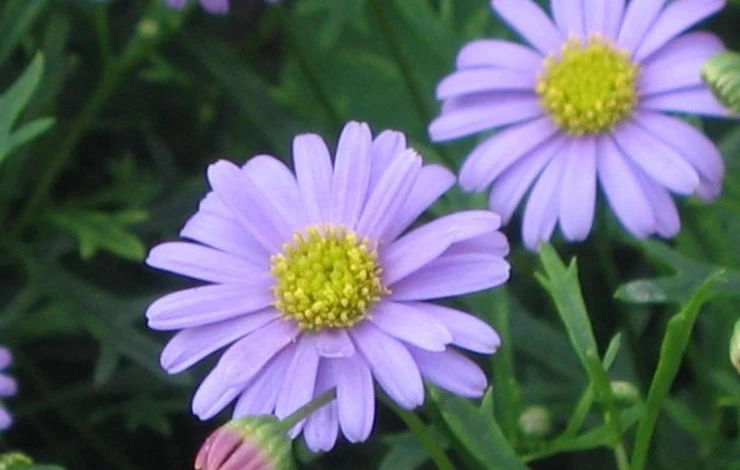 брахикома посадка и уход