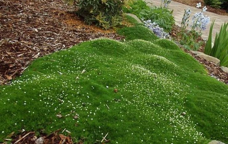 мшанка посадка