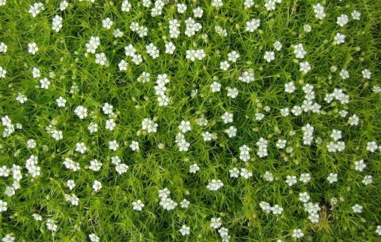 мшанка посадка и уход