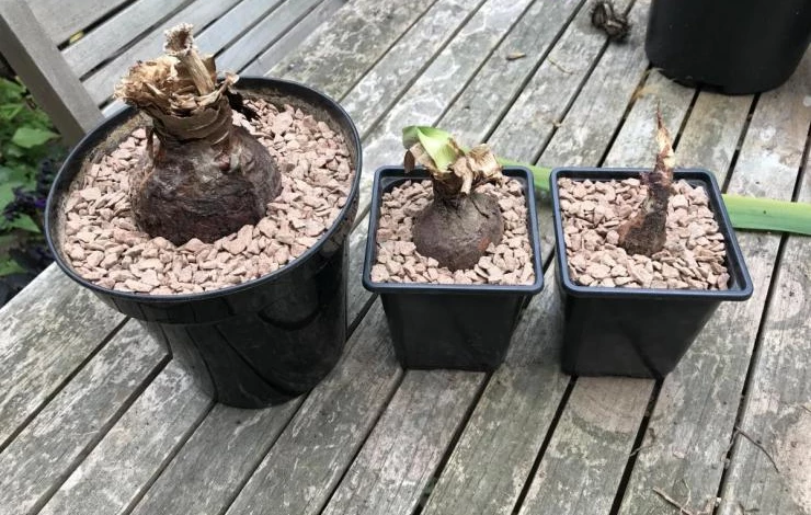 гиппеаструм размножение