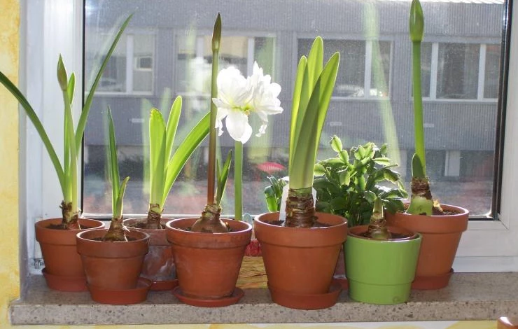 гиппеаструм описание