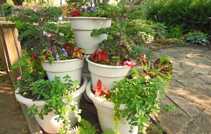 контейнерный сад растения