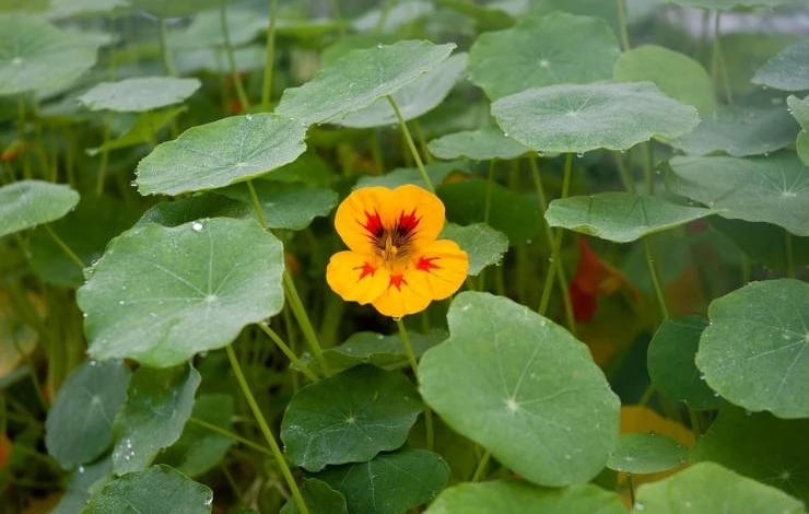 настурция фото