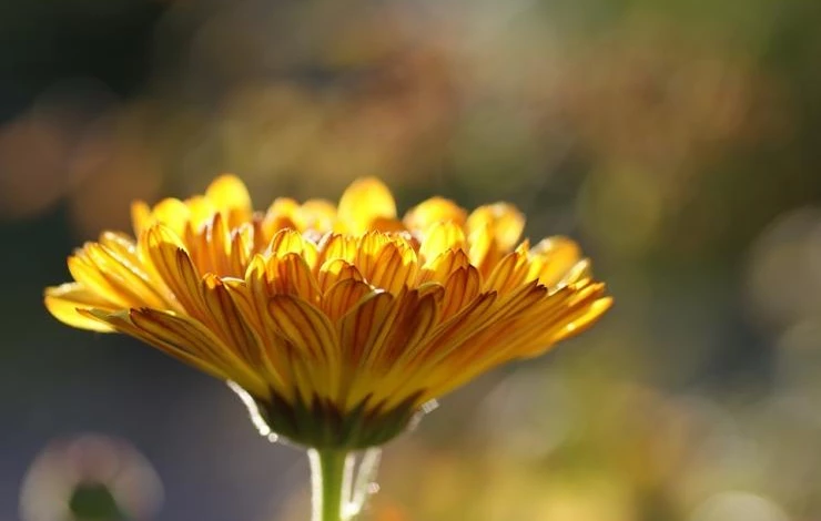 выращивание календулы