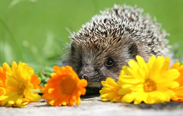 календула фото