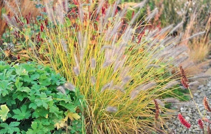 злаки ландшафтный дизайн