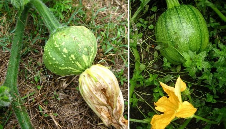 как выращивать тыкву на высоких грядках