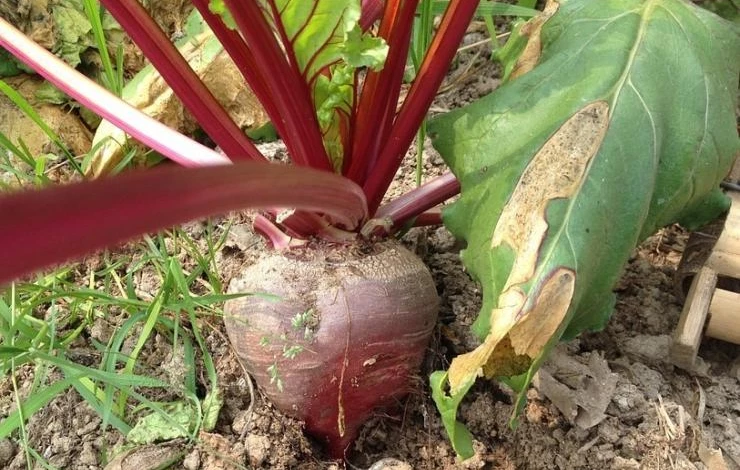 не растет свекла причины