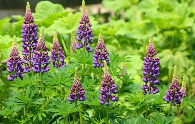 люпин посадка