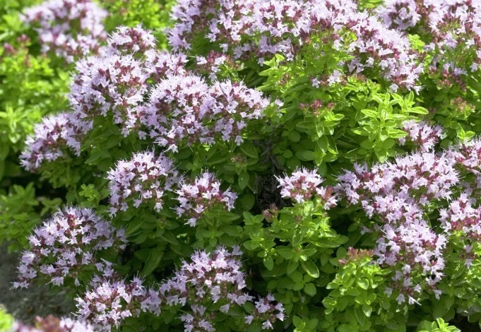 душица применение