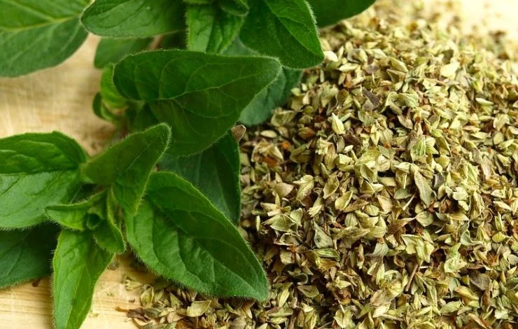 когда собирать душицу