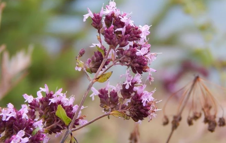 душица выращивание