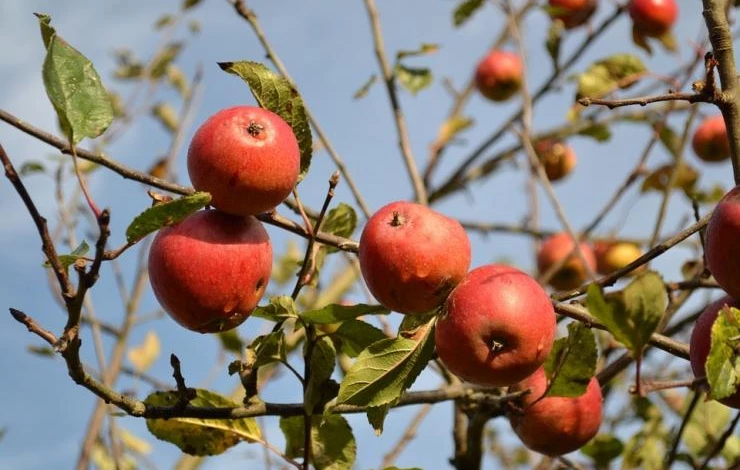 солнечные ожоги на плодовых деревьях