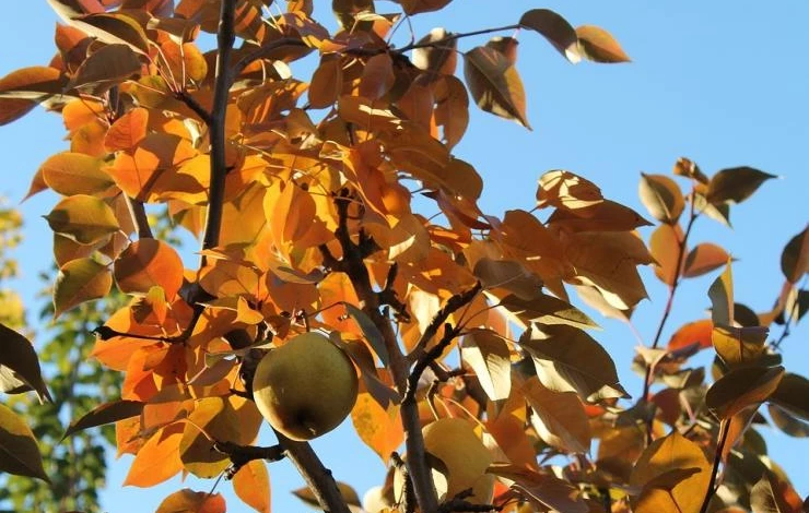 чем обработать от солнечных ожогов плодовые деревья