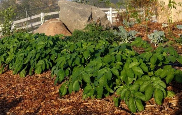 какая мульча согревает почву