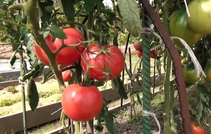 уход за помидорами в сентябре в открытом грунте