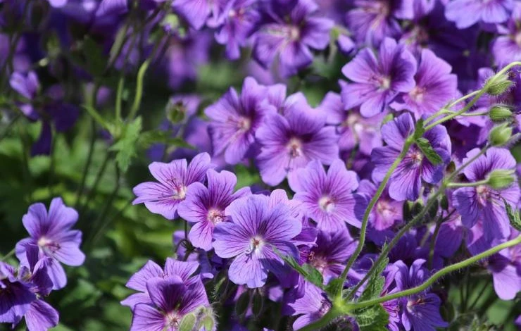 сальпиглоссис