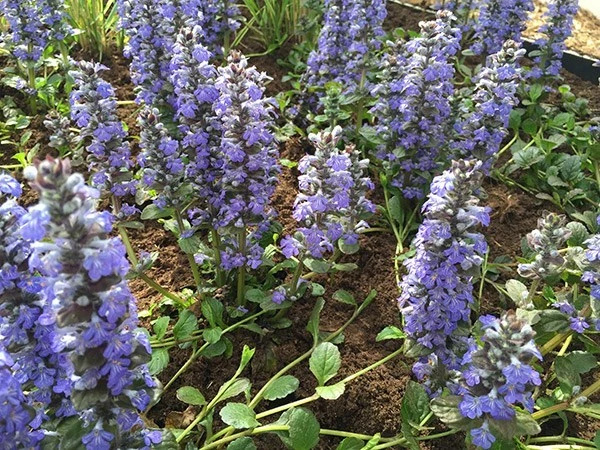 живучка ползучая выпащивание