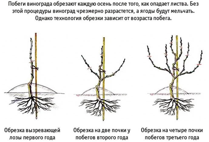 обрезка и формирование винограда
