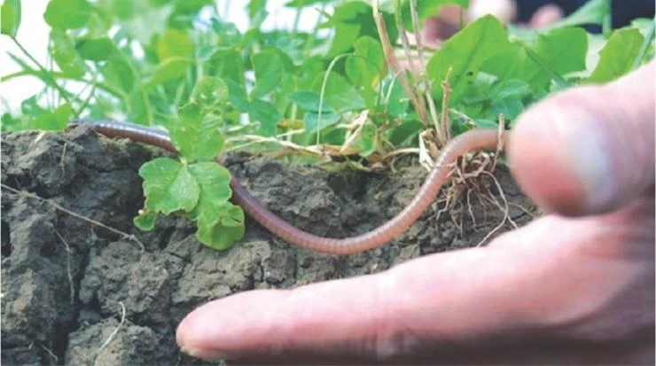 органическое земледелие