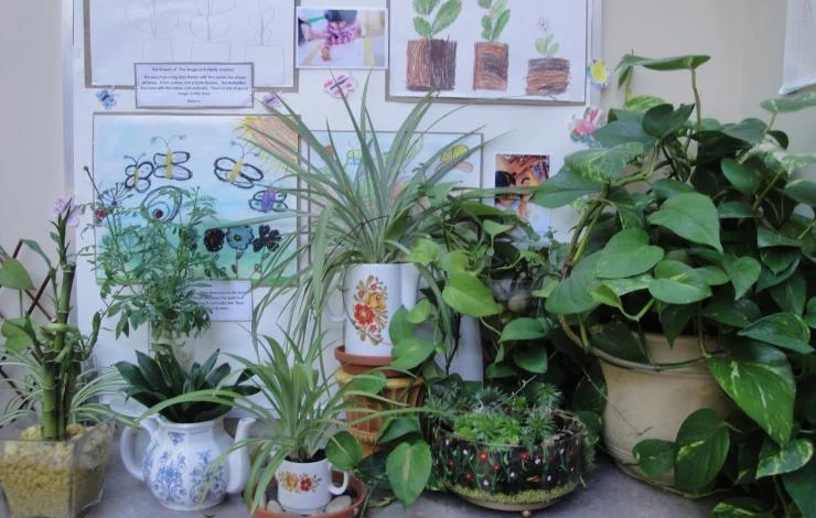 комнатные цветы для школьного кабинета