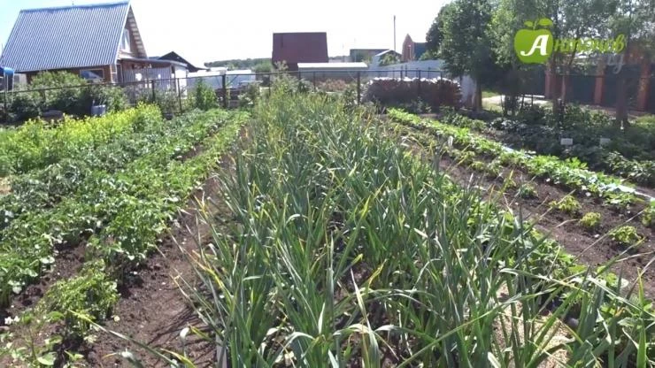 как готовить грядку под озимый чеснок