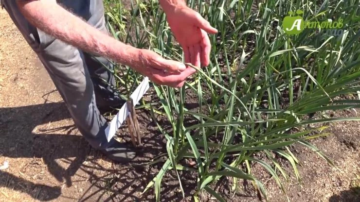 как ухаживать за озимым чесноком советы