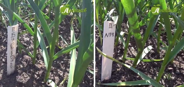 чем подкормить озимый чеснок