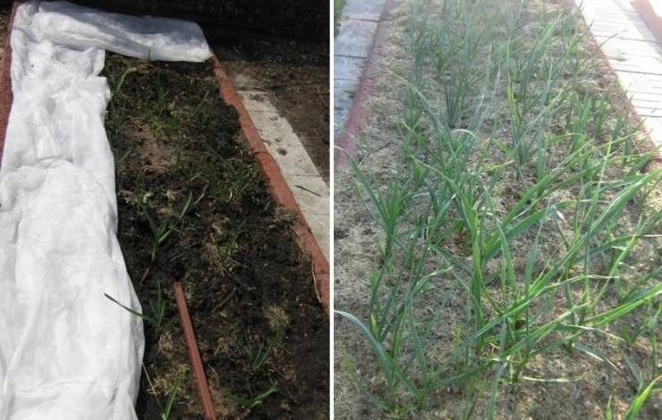 способ выращивания озимого чеснока