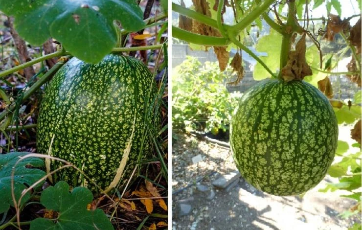 тыква фицефалия