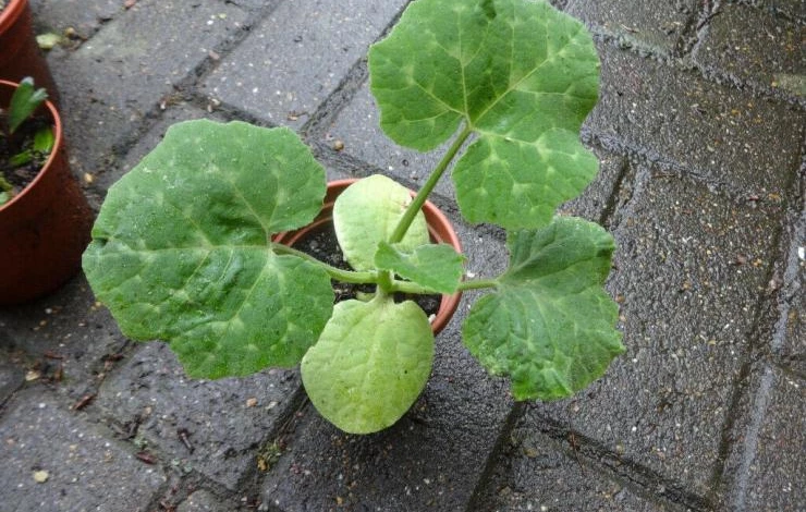 фиголистная тыква фицефалия