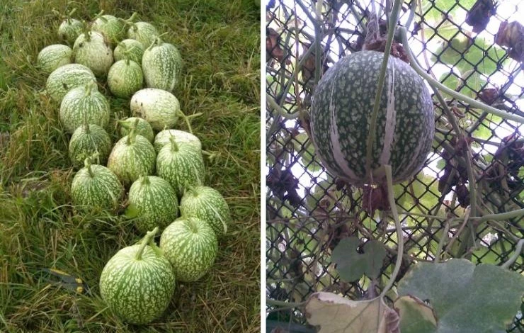 фицефалия выращивание