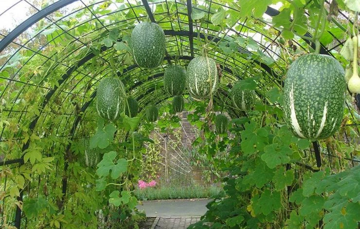 фицефалия декоративная лиана