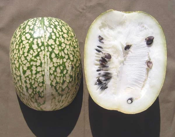 черносеменная тыква фицефалия