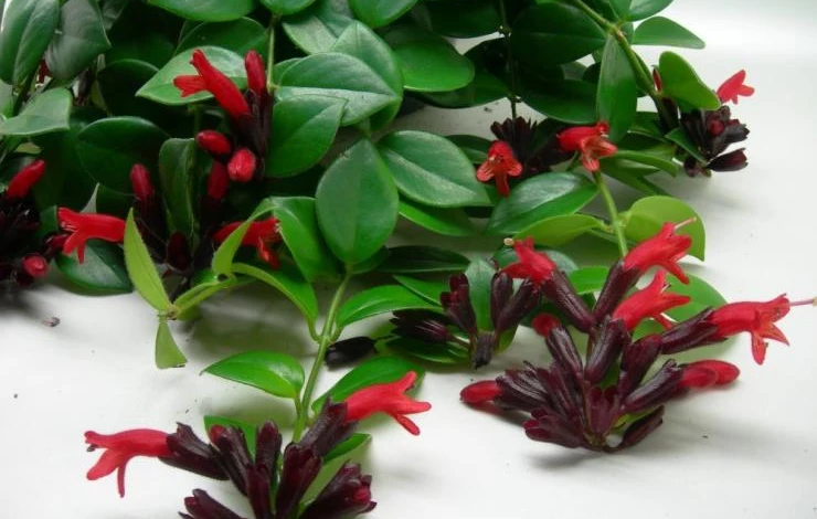 эсхинантус условия выращивания