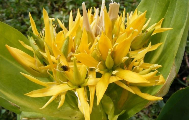 горечавка посадка