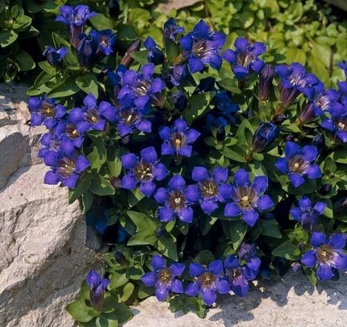 горечавка посадка и уход