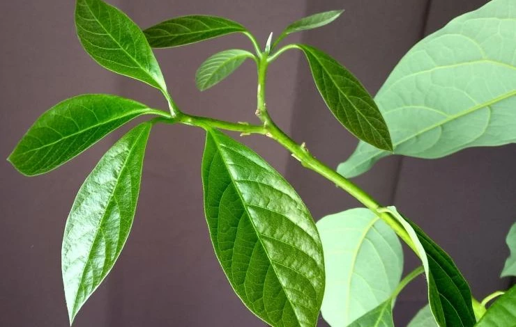 авокадо в домашних условиях