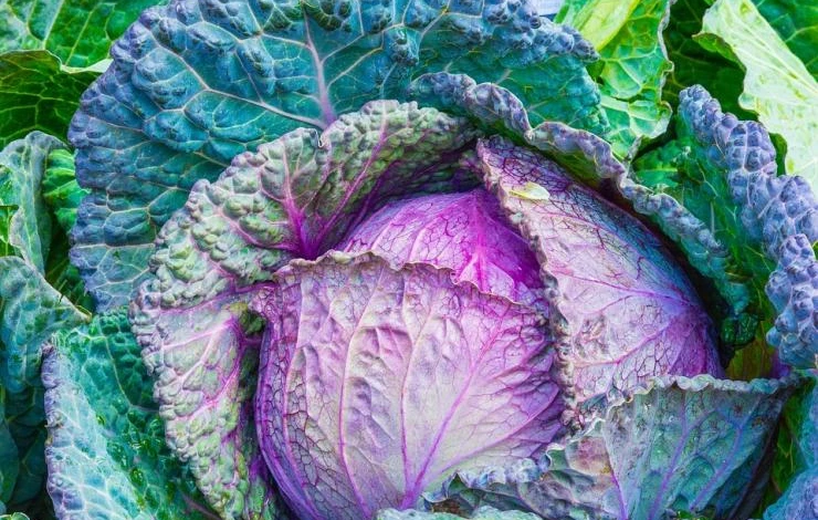 краснокочанная капуста виды сорта