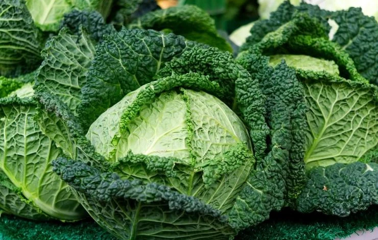 савойская капуста виды и осрта