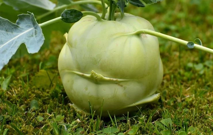 капуста кольраби виды сорта