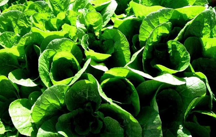 пекинская капуста сорта и виды